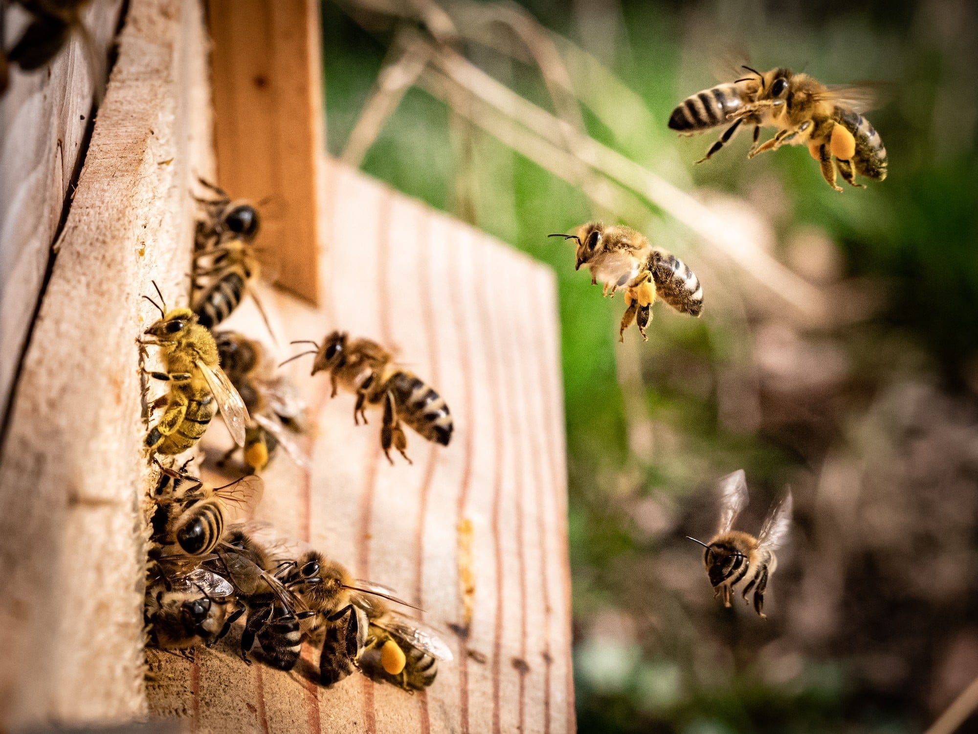 Bees